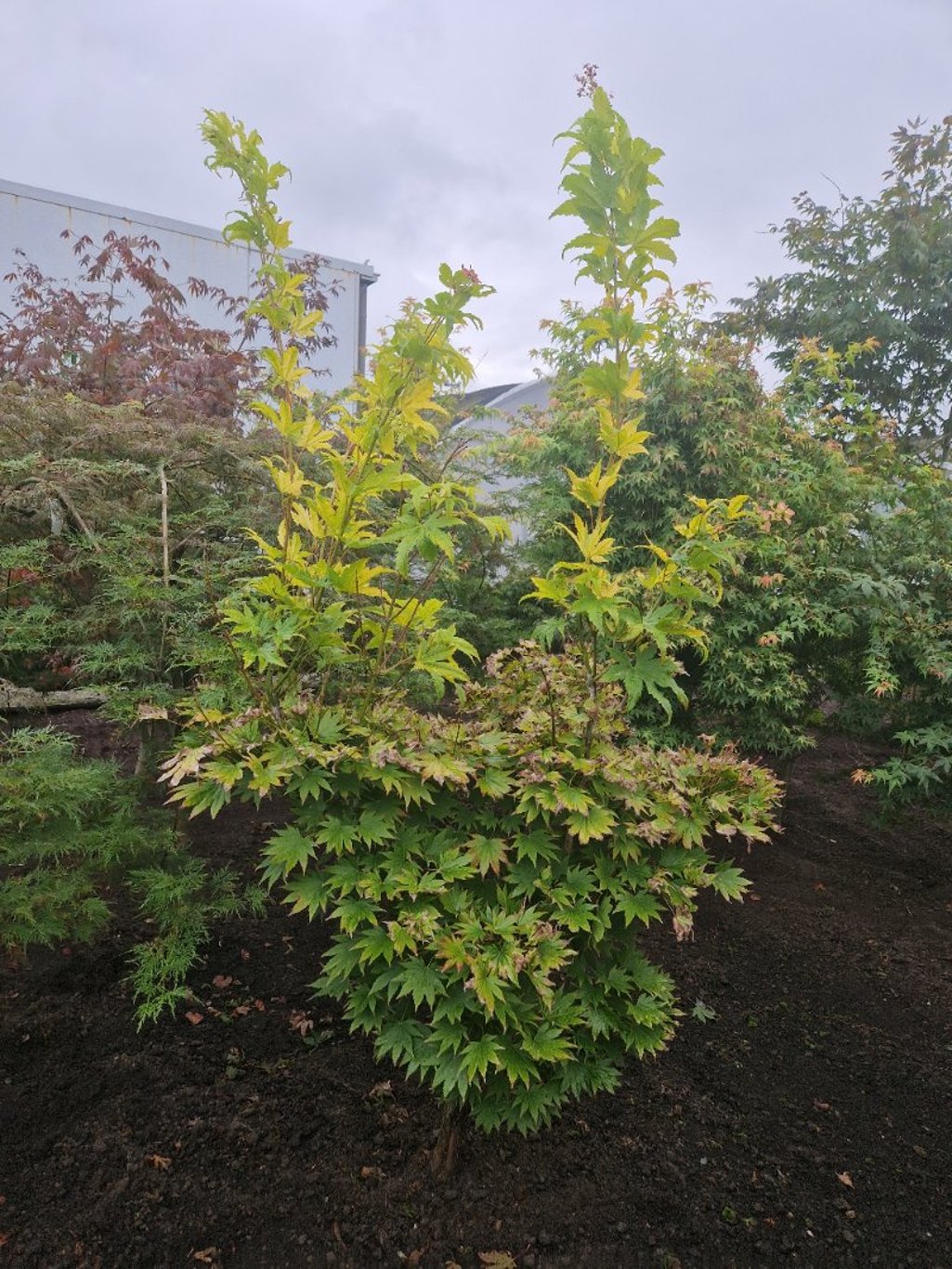 Acer shirasawanum 'Jordan' - 100-125 CM RB